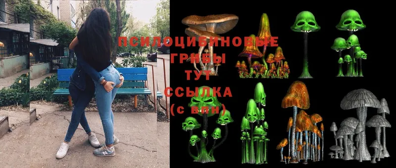 где купить наркоту  Ковдор  Псилоцибиновые грибы Psilocybe 